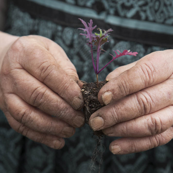 Closeup of farmer's hands holding seedling. Bremerton, WA