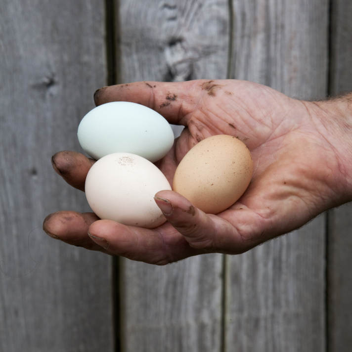 Hands Holding Colorful Eggs. Abundantly Green Farm, Poulsbo, WA