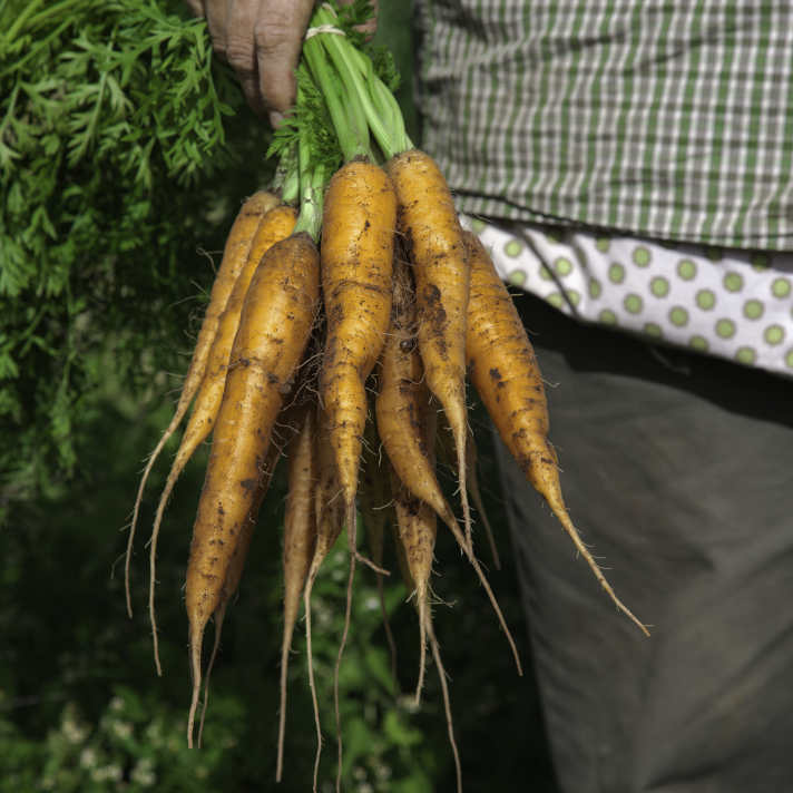 Farmer Holding Carrots. Pheasant Fields Farms, Silverdale, WA