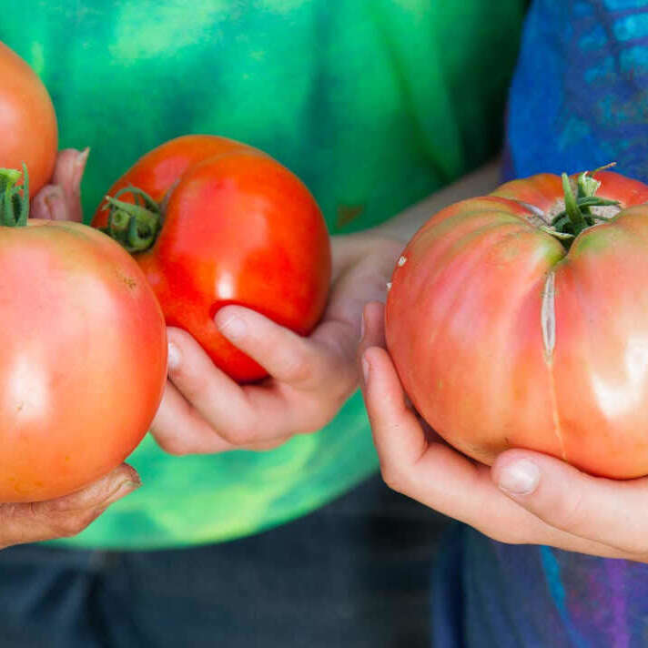 Hands Holding Tomatoes. Pheasant Fields Farms, Silverdale, WA