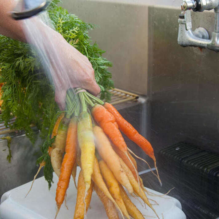 Farmer Washing Carrots. Pheasant Fields Farms, Silverdale, WA