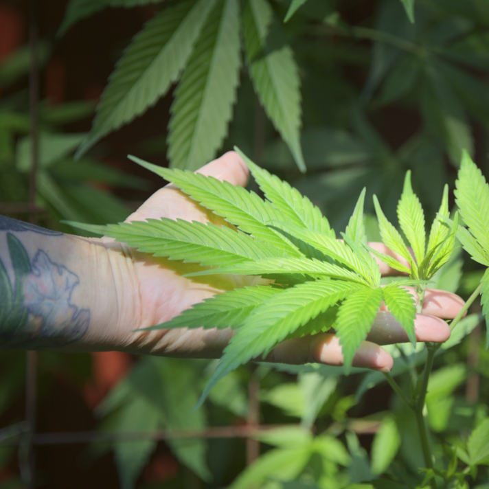 Woman's hand touching marijuana plant leaves