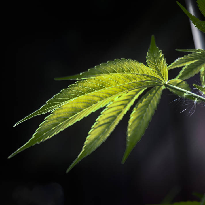 Closeup of marijuana leaf