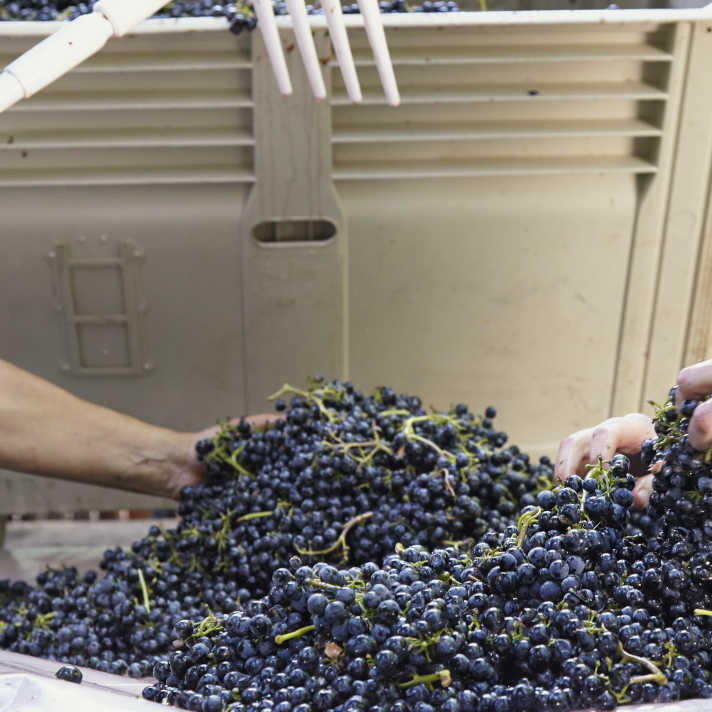 Wine grapes being sorted before crush. Bainbridge Island, Washington