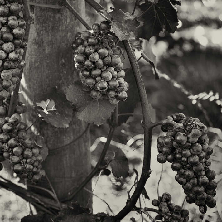Pinot Noir wine grapes on the vine. Bainbridge Island, Washington