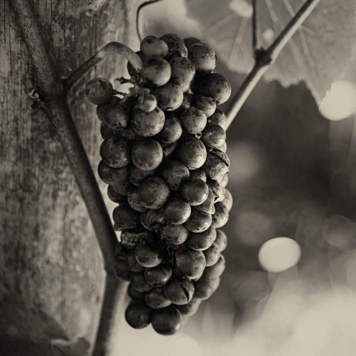Pinot Noir grapes on the vine. Bainbridge Island, Washington