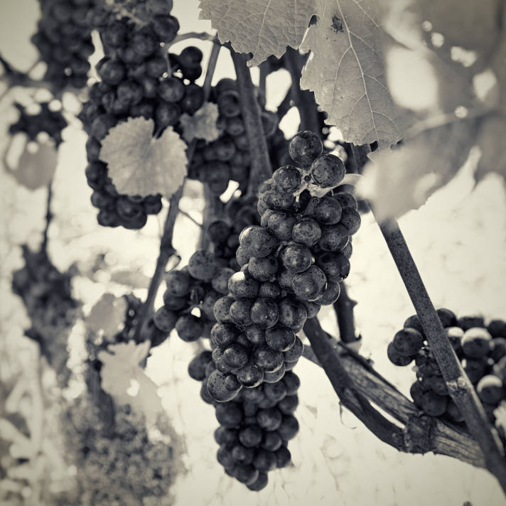 Pinot Noir Grapes On Vine, Bainbridge Island, Washington