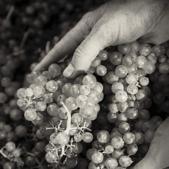 Müller Thurgau wine grape harvest. Bainbridge Island, Washington
