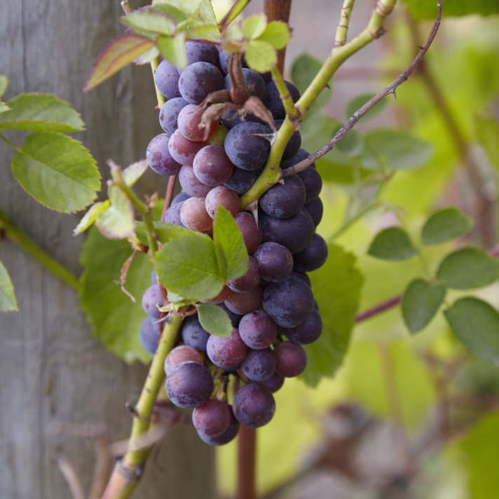Siegerrebe wine grapes on the vine. Bainbridge Island, Washington