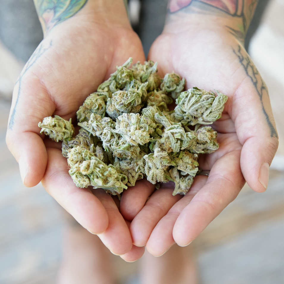 Woman's hands holding cannabis buds