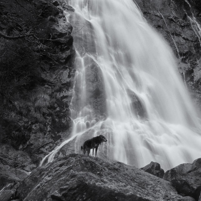 Curious dog, Rocky Brook Creek Falls. Olympic Peninsula, Washington