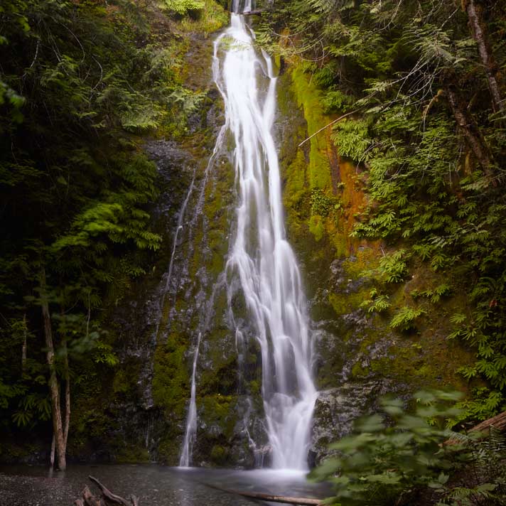 50' horsetail plume Madison Creek Falls, Olympic Peninsula, Washington.