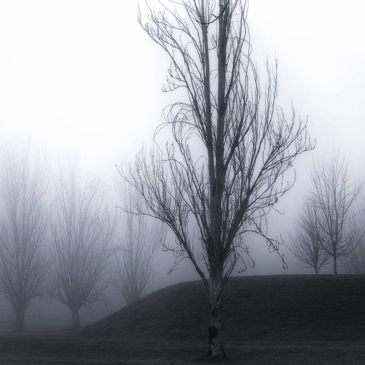 Bare trees in a foggy park. Bainbridge Island, Washington.